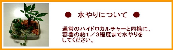 水やりについて